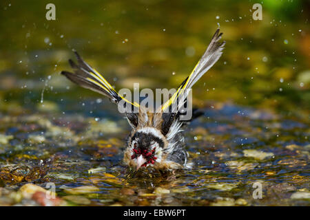 Eurasian cardellino (Carduelis carduelis), balneazione maschio, Germania, Meclemburgo-Pomerania Occidentale Foto Stock