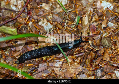 Grande nero slug, maggiore slug nero, nero arion, nero lumaca (Scozia) (Arion ater), sul suolo della foresta, Germania, Meclemburgo-Pomerania Occidentale Foto Stock