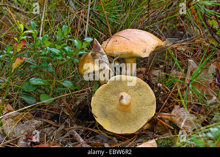 Bovini (bolete Suillus bovinus), tre corpi fruttiferi sul suolo della foresta, uno di loro ribaltato, Germania, Meclemburgo-Pomerania Occidentale Foto Stock