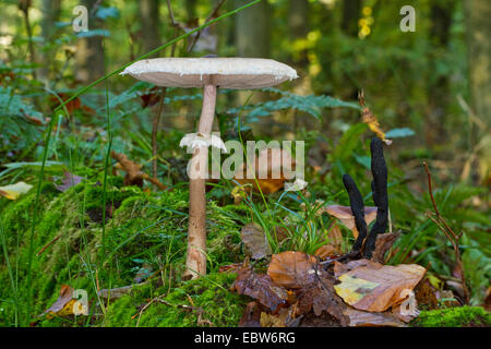 Parasol (Macrolepiota procera, Lepiotia procera), insieme con l'uomo morto con le dita, Xylaria polymorpha, Germania, Meclemburgo-Pomerania Occidentale Foto Stock