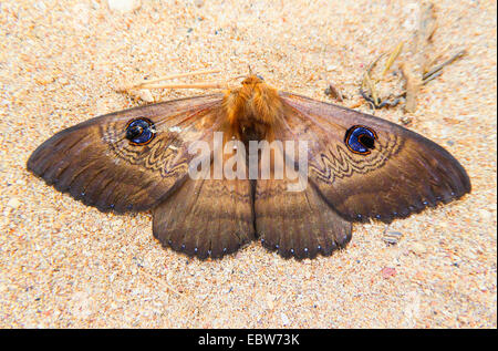 Sud della Vecchia Signora Tarma (Dasypodia selenophora), giacente con ali aperte sulla sabbia, Australia Australia Occidentale Foto Stock