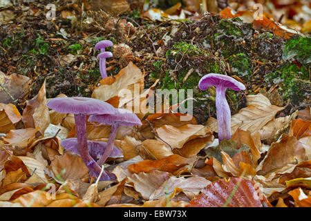 Amethyst deceiver (Laccaria amethystea, Laccaria amethystina), sei corpi fruttiferi sul suolo della foresta, Germania, Meclemburgo-Pomerania Occidentale Foto Stock