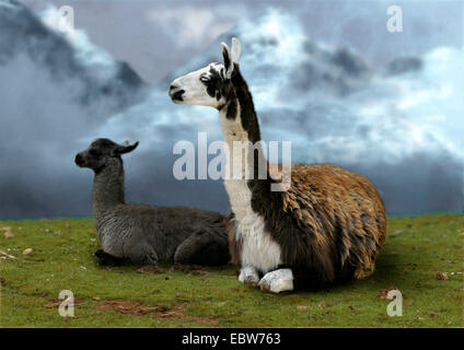 Llama (Lama glama), due individui affiancati Foto Stock