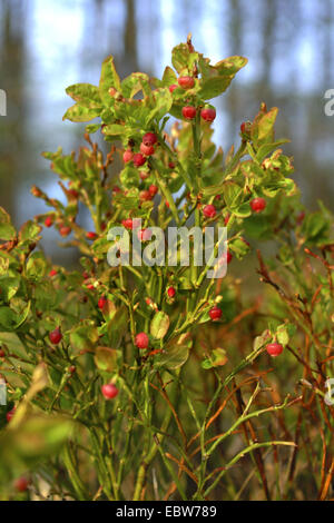 Il mirtillo nana, mirtillo, huckleberry, bassa billberry (Vaccinium myrtillus), fioritura, Germania Foto Stock
