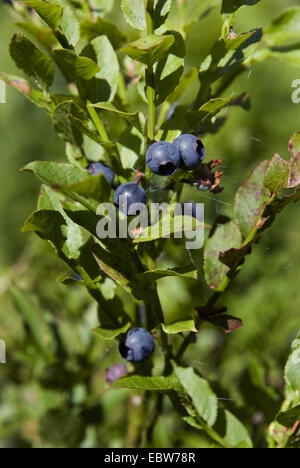 Il mirtillo nana, mirtillo, huckleberry, bassa billberry (Vaccinium myrtillus), la fruttificazione, Germania Foto Stock