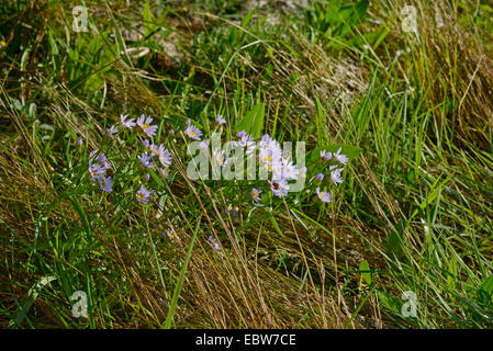 Mare (aster Aster tripolium), fioritura in un prato, Svezia, Smaland Foto Stock