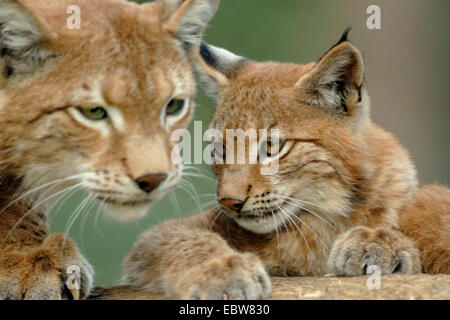 Eurasian (Lynx Lynx lynx), femmina con cub Foto Stock