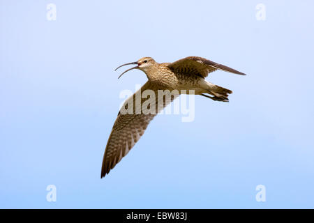 Whimbrel (Numenius phaeopus), volare, Islanda Foto Stock