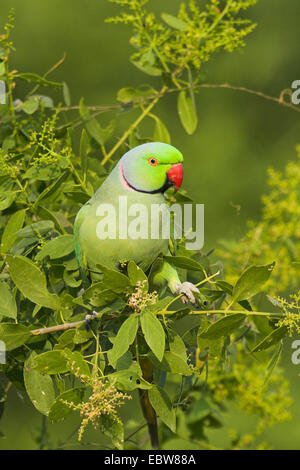 Rose-inanellati parrocchetto (Psittacula krameri), ritratto, India, Keoladeo Ghana Parco Nazionale Foto Stock