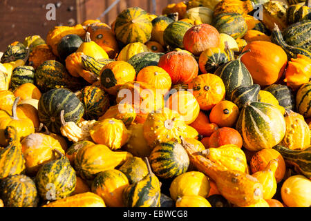 Cucurbita zucca zucche dal raccolto autunnale su un mercato Foto Stock