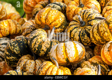 Cucurbita zucca zucche dal raccolto autunnale su un mercato Foto Stock