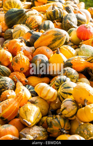 Cucurbita zucca zucche dal raccolto autunnale su un mercato Foto Stock