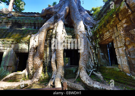 Albero Gigante radici a Ta Phrom, tempio Khmer di Angkor, Siem Reap, Cambogia. Foto Stock