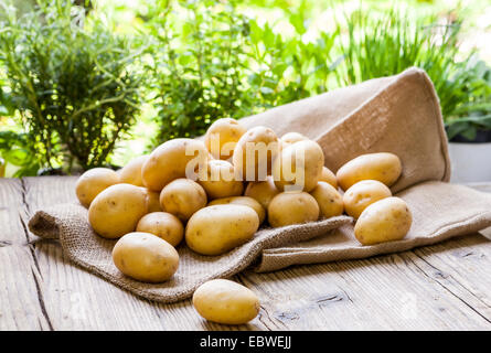 Fattoria fresco baby patate visualizzata su un sacco di Hesse su una tavola in legno rustico al mercato degli agricoltori, una sana nutrienti vegetali di radice popolare in vegetariani e cucina vegana Foto Stock