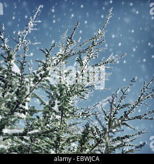 Bellissimo sfondo inverno, fresche Abete rami ricoperti di neve sulla neve sullo sfondo del cielo, vacanze di Natale Foto Stock