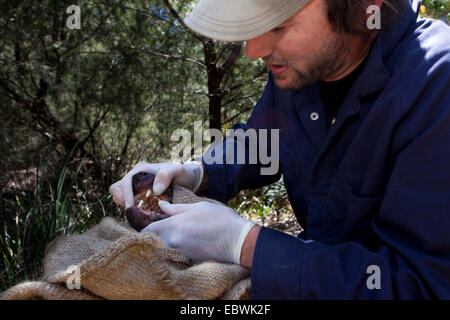 Il biologo ha attirato Lee da salvare il diavolo Tassie controlli bocca della wild diavolo della Tasmania per i segni del diavolo facciale malattia tumorale Foto Stock