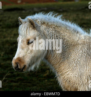 Immagine quadrata di un puledro palomino Studio di testa di rivestimento umido sotto la pioggia con un bianco blaze giù il suo volto Foto Stock