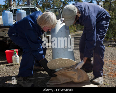 Biologo Lee ha attirato dal volontario e Moira Graham di salvare il diavolo Tassie programma Foto Stock