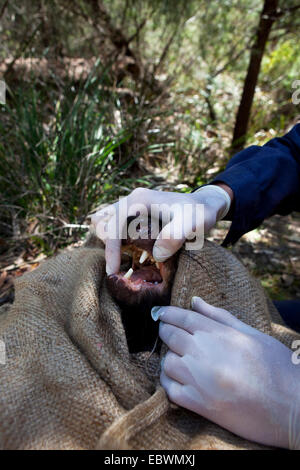 Il biologo ha attirato Lee da salvare il diavolo Tassie controlli bocca della wild diavolo della Tasmania per i segni del diavolo facciale malattia tumorale Foto Stock