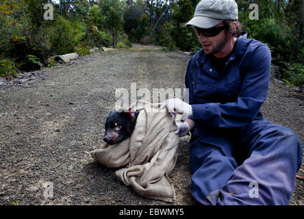 Il biologo ha attirato Lee da salvare il diavolo Tassie controlli bocca della wild diavolo della Tasmania per i segni del diavolo facciale malattia tumorale Foto Stock