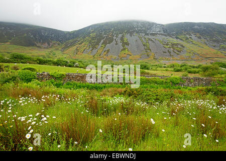 Prato di erba smeraldo & oxeye margherite accanto al muro di pietra campo confinanti con pecore al pascolo ai piedi della collina / ghiaioni in Galles Foto Stock