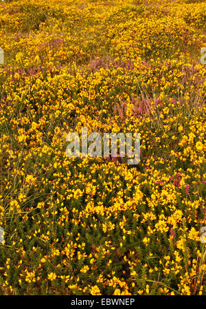 Ritratto di immagine colorata luminosamente erica e ginestre fiori su Dartmoor nel Devon. Rosa gialla e viola fiori in abbondanza Foto Stock