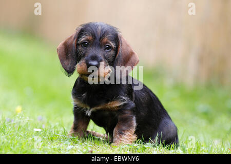 Wire-haired bassotto cucciolo, dieci settimane, seduti su erba, Germania Foto Stock