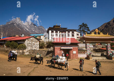 Laden yak e gli sherpa davanti al monastero di Tengboche, Khumbu, Solukhumbu quartiere, Everest Regione, Nepal Foto Stock