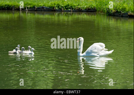 Cigno (Cygnus olor) con uccelli giovani, canale centrale, Palazzo Schleissheim complessa, Oberschleißheim, Alta Baviera, Baviera Foto Stock