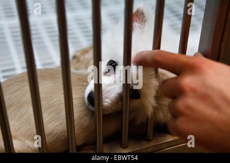 Un cane in un animale shelter in posizione di fine corsa attraverso le barre, Hong Kong, Hong Kong, Hong Kong, Cina Foto Stock