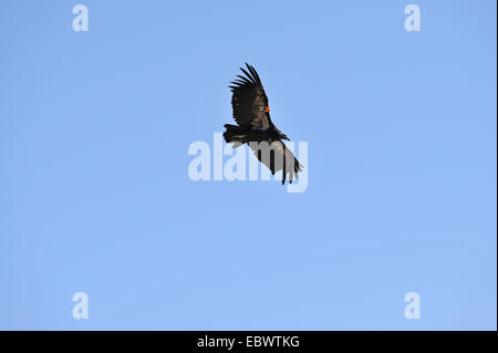 California Condor (Gymnogyps californianus), specie in via di estinzione, donne, bambini, il Parco Nazionale del Grand Canyon, Arizona Foto Stock