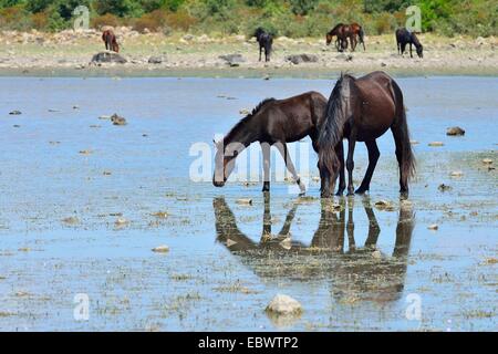 Cavalli selvaggi, mare e puledro, a stagno Pauli Majori, Giara di Gesturi Altopiano, Medio Campidano, Sardegna, Italia Provincia, Europa Foto Stock