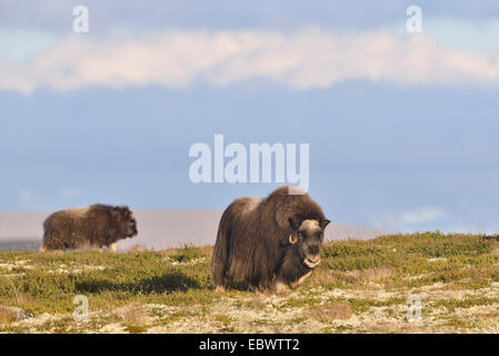 Buoi muschiati (Ovibos moschatus) sul fjell, Dovrefjell- Sunndalsfjella Parco Nazionale Foto Stock