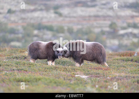 Buoi muschiati (Ovibos moschatus) cuccioli sul fjell, Dovrefjell- Sunndalsfjella Parco Nazionale Foto Stock