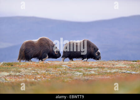 Buoi muschiati (Ovibos moschatus) sul fjell, Dovrefjell- Sunndalsfjella Parco Nazionale Foto Stock