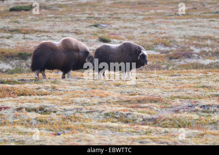 Buoi muschiati (Ovibos moschatus) sul fjell, Dovrefjell- Sunndalsfjella Parco Nazionale Foto Stock