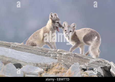 Giovani volpi artiche (Vulpes vulpes lagopus, syn. Alopex lagopus) giocando, Dovrefjell- Sunndalsfjella National Park, Norvegia Foto Stock