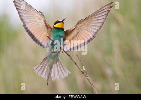 Gruccione (Merops apiaster) con ali spiegate appollaiato su un ramoscello, Sassonia-Anhalt, Germania Foto Stock