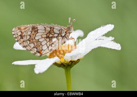 Heath Fritillary (Melitaea athalia) su un Oxeye Daisy (Leucanthemum vulgare), Nord Hesse, Hesse, Germania Foto Stock