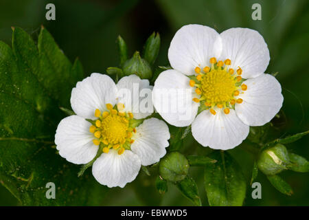 Fragole, fragole di bosco, boschi fragola (Fragaria vesca), fiore, in Germania, in Baviera Foto Stock