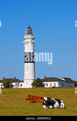 Kampen faro con le mucche in primo piano, Germania Sylt Foto Stock