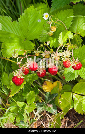 Fragole, fragole di bosco, boschi fragola (Fragaria vesca), con fiori e frutti maturi, Germania Foto Stock