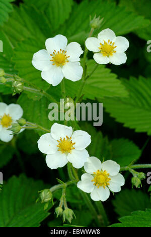 Hybrid fragola, giardino fragola (Fragaria x ananassa, Fragaria ananassa), fioritura Foto Stock