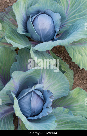 Cavolo rosso, viola, cavolo rosso kraut, blu kraut (Brassica oleracea var. capitata f. rubra), cavolo rosso in un giardino, Germania Foto Stock