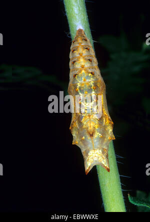 Piccola tartaruga (Aglais urticae, Nymphalis urticae), pupa del piccolo fox mitre, in Germania, in Renania settentrionale-Vestfalia Foto Stock