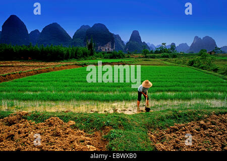 Cina agricoltore tendente raccolto di riso, Cina, Guilin Foto Stock