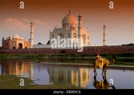 Taj Mahal tempio luogo di sepoltura al tramonto con il giovane ragazzo a dorso di cammello dal fiume Yamuna, India, Agra Foto Stock