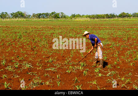 Semplice agricoltore lavora nei campi, Cuba, La Habana Foto Stock