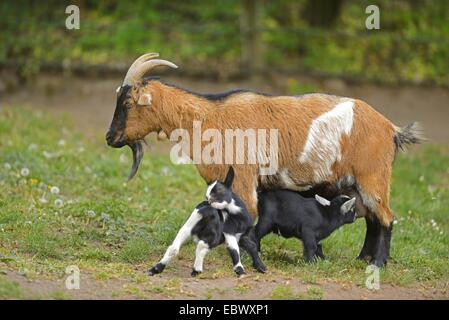 Capra domestica (Capra hircus, Capra aegagrus f. hircus), madre con i suoi bambini su un prato in primavera, in Germania, in Baviera Foto Stock