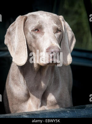 Ritratto di un cane Weimaraner, che è una pistola di lavoro cane di razza come pure essendo una buona famiglia pet, originari dalla Repubblica federale di Germania Foto Stock